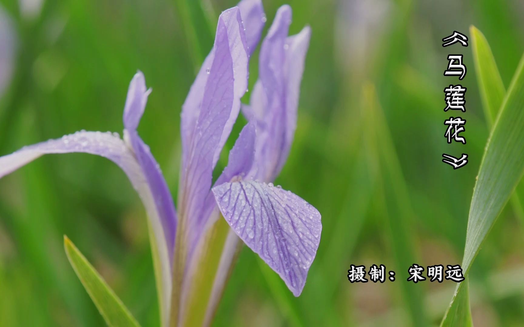 [图]《蓝蓝的马莲花》