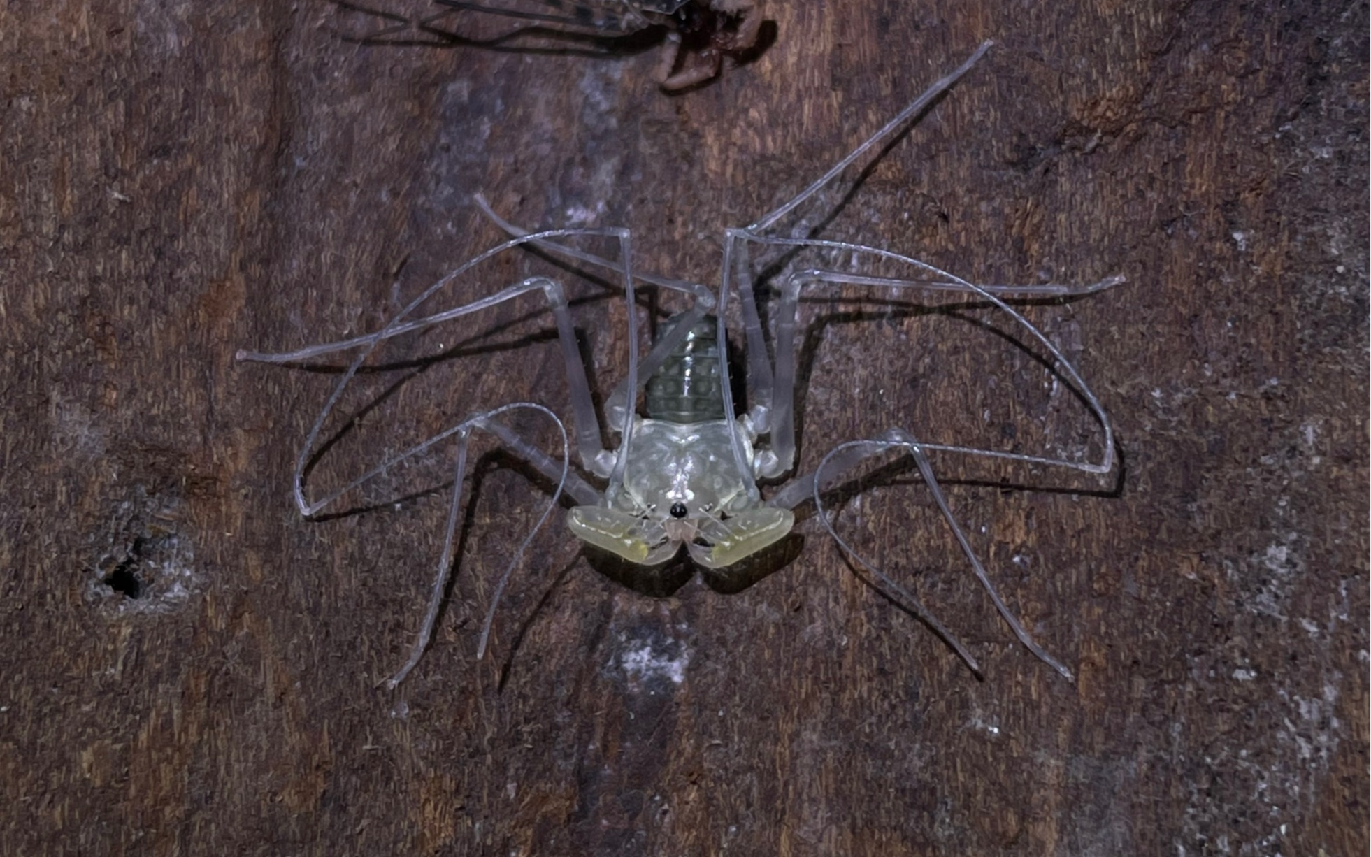 冥鞭蛛苗子捕食蟑螂