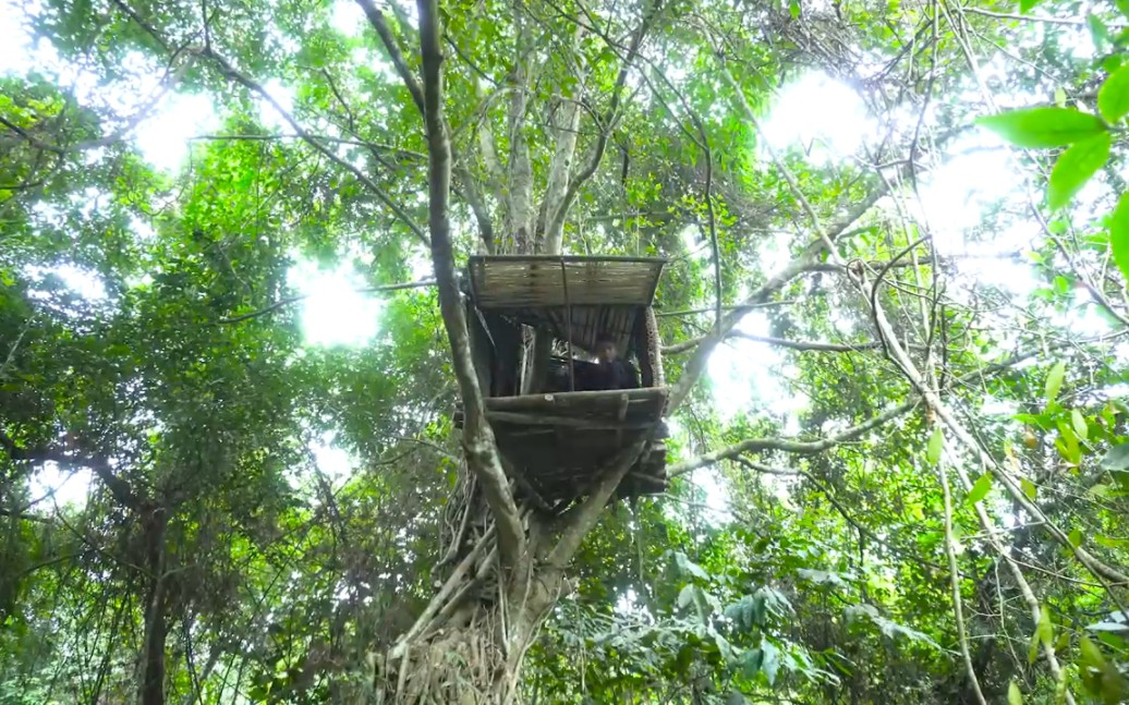 雨林里的树屋