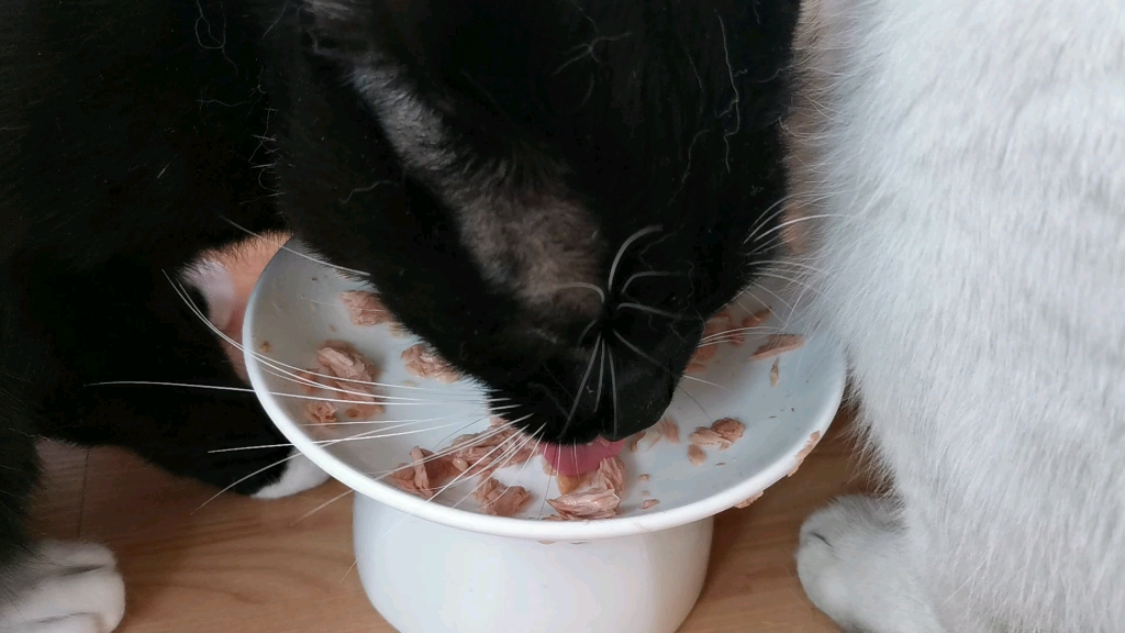 舔盘子拾一是专业的