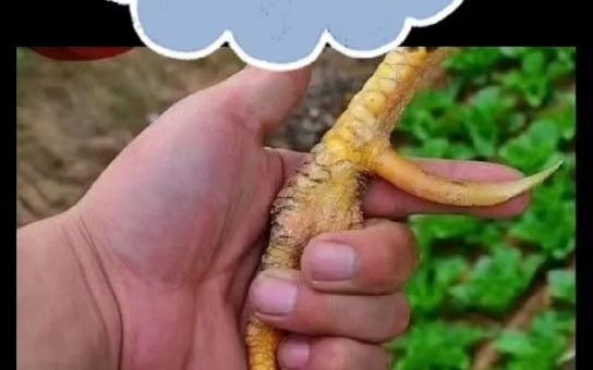 鸡脚蹬子短怎么办怎么喂养鸡蹬爪长得快土鸡脚蹬子短咋改善鸡脚蹬子短