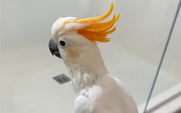 橘冠凤头鹦鹉图片