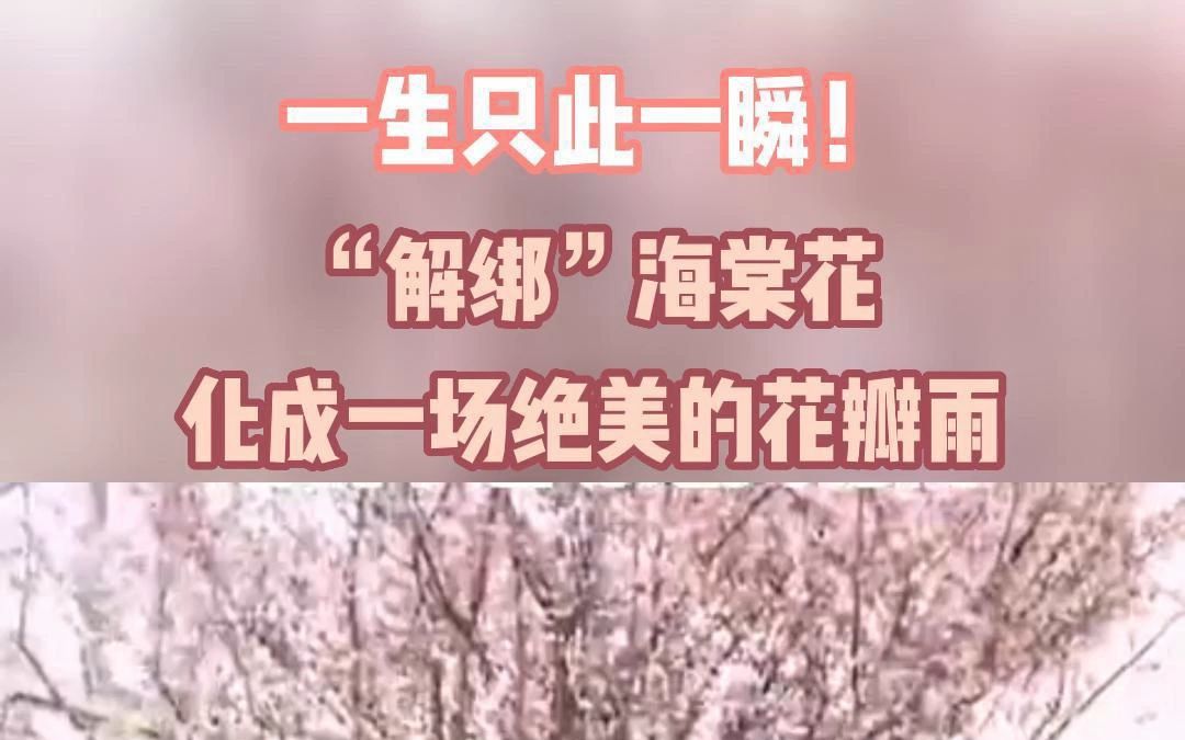 [图]一生只此一瞬！“解绑”海棠花化成一场绝美的花瓣雨