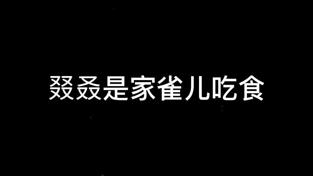 家雀儿吃食2哔哩哔哩bilibili