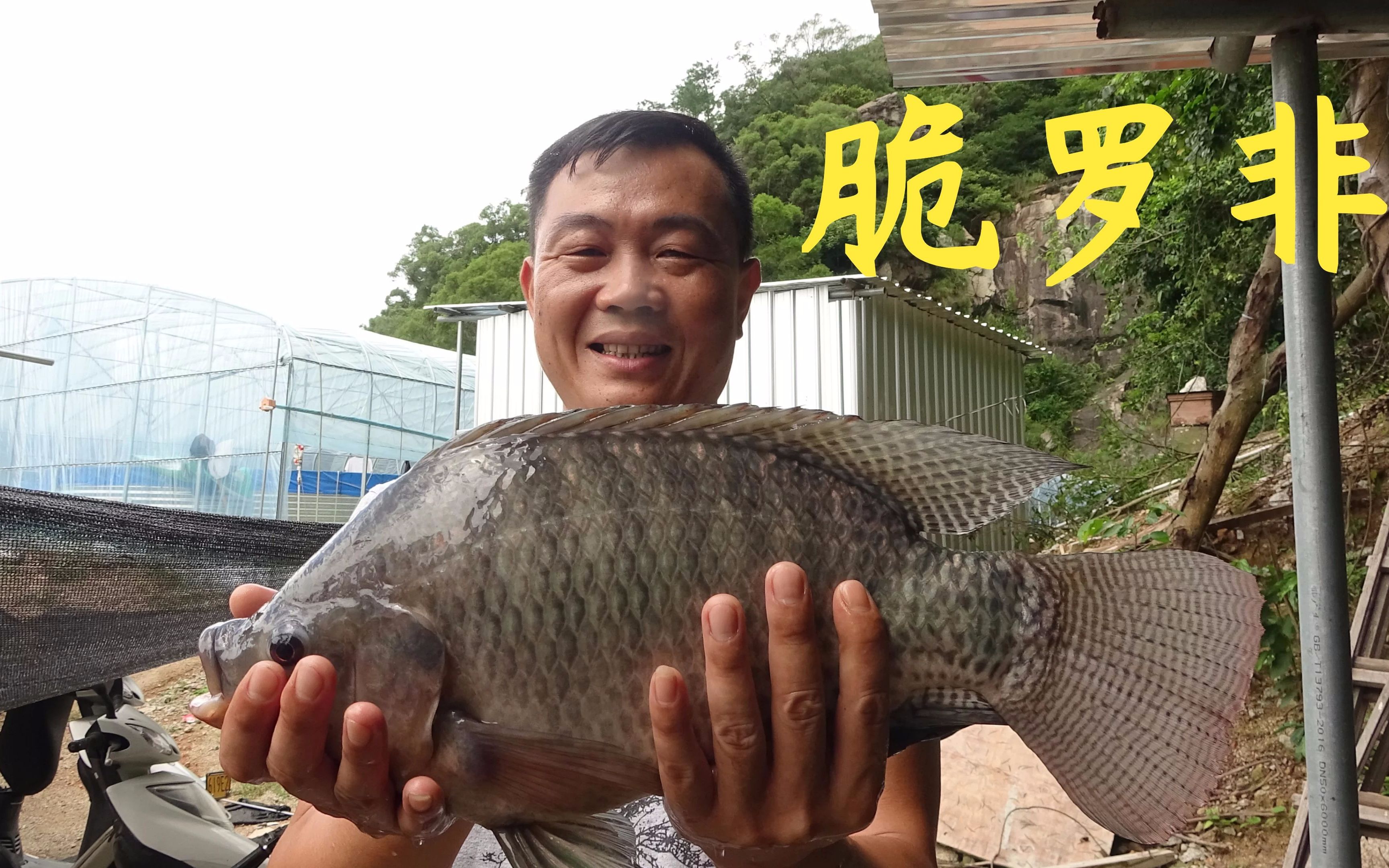 罗非高密度养殖