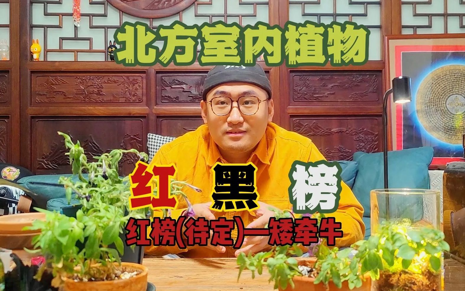 这次是个待定!北方室内植物红黑榜(矮牵牛)哔哩哔哩bilibili