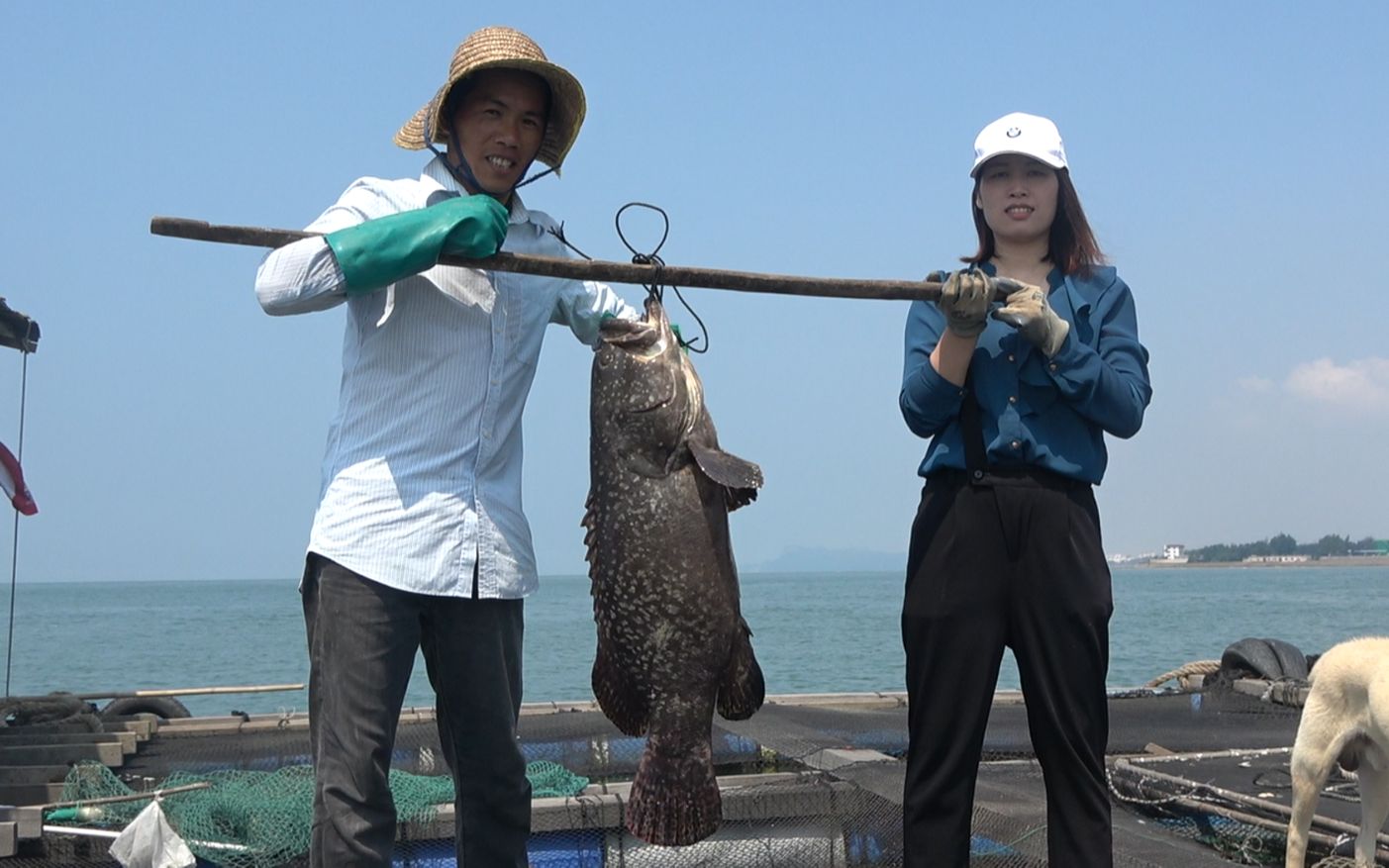花2500元买3条龙趸石斑鱼最大那条30斤重小池和同学都抬不动