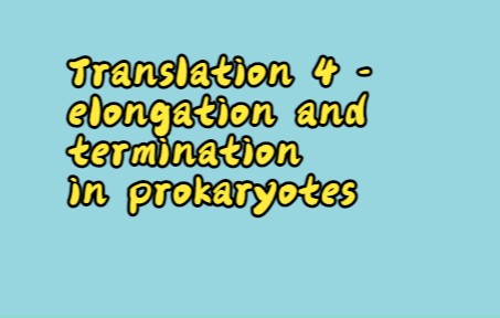 [图]Synthesis of Protein-Translation 4 -elongation and termination in prokaryotes