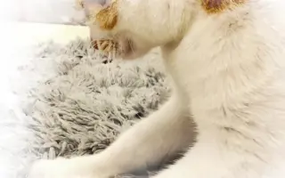 【猫咪】猫咖的日常｜各种猫咪的小动作｜短视频