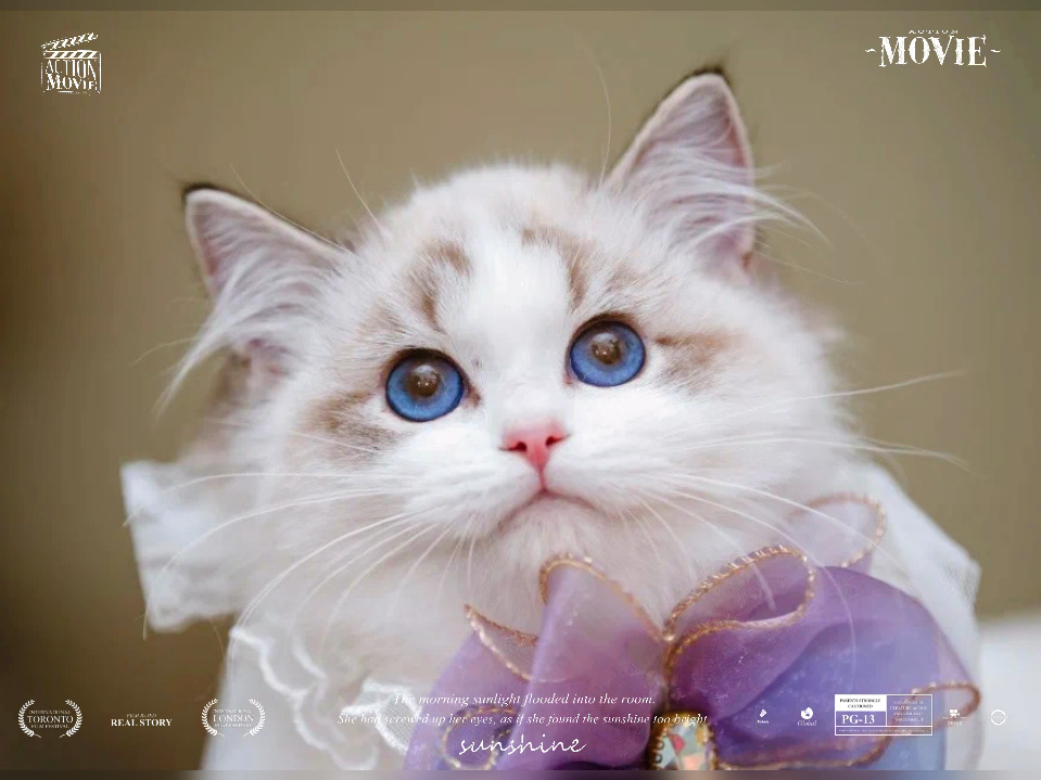 布偶猫的可爱瞬间!蓝眼睛萌出血