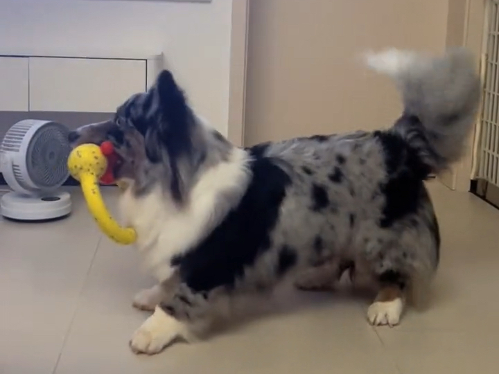 谁会拒绝一只会摇尾巴的柯基呢