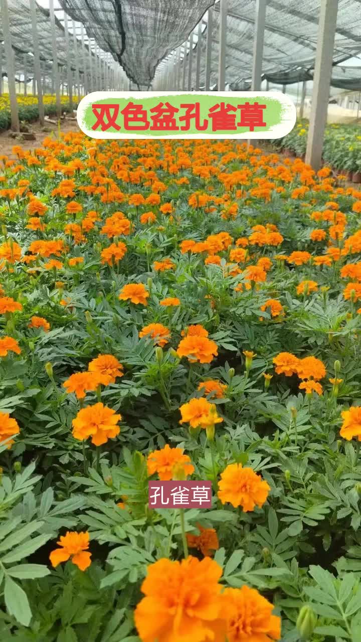 白孔雀草花语图片