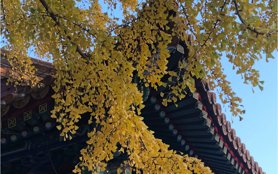 故宫的秋天唯美图片图片