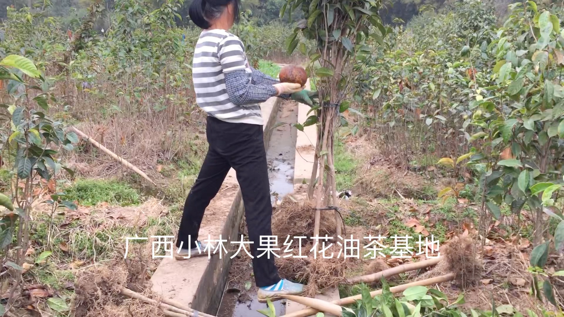 高1.5米的大果红花油茶苗,广西大果油茶苗种植基地