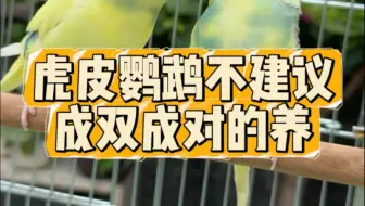虎皮鹦鹉，真的不建议成对养