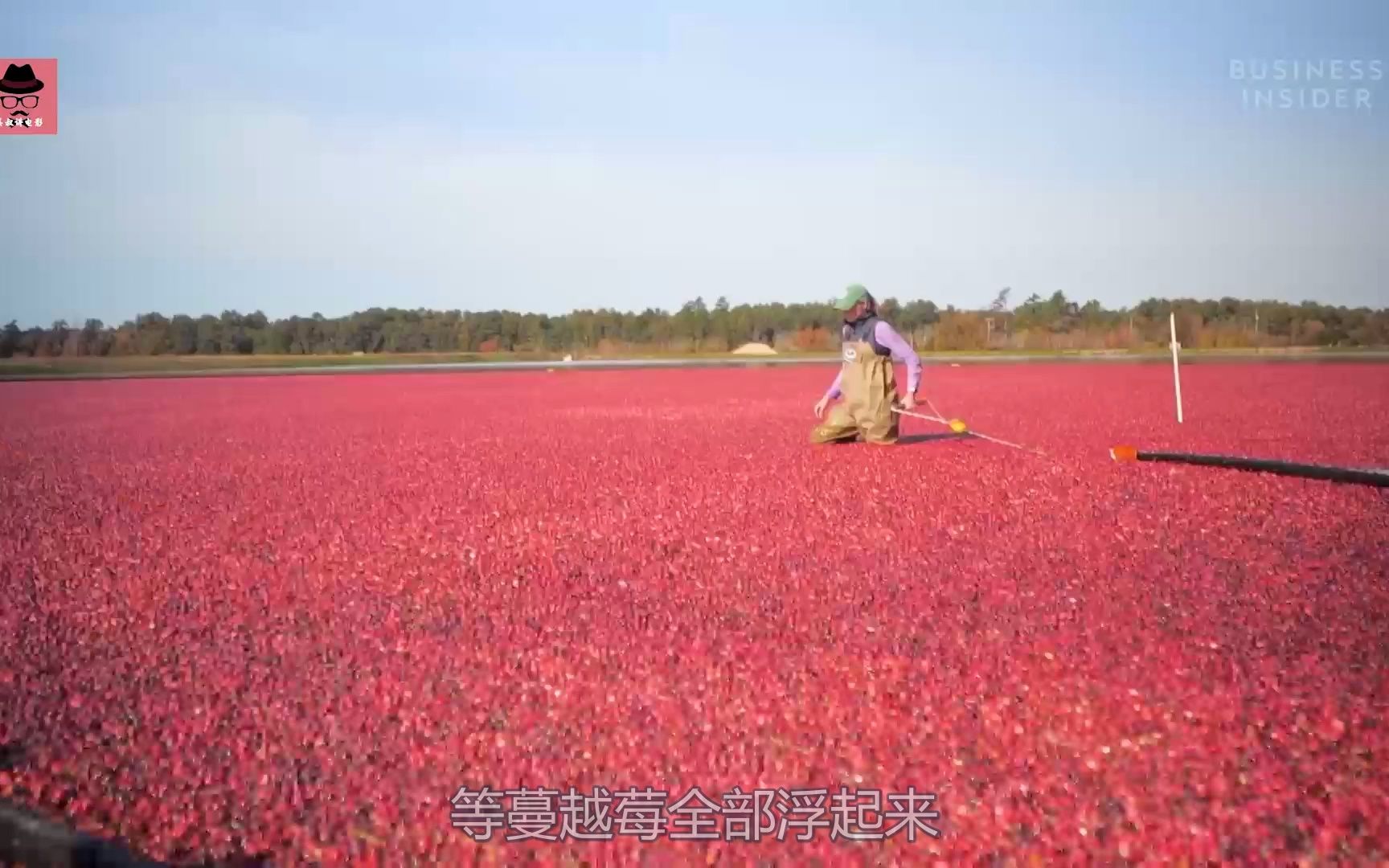 吃不起的新鲜蔓越莓,采摘过程难以置信,超市里卖的超级贵哔哩哔哩bilibili