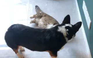 猫咪露肚皮 哔哩哔哩 Bilibili 猫咪露肚皮 哔哩哔哩 Bilibili