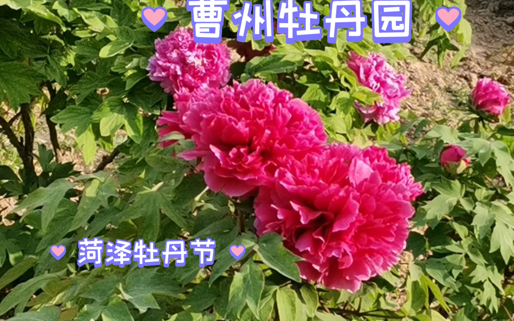 【菏泽牡丹节】曹州牡丹园之行,古有“曹州牡丹甲天下”的美称.哔哩哔哩bilibili