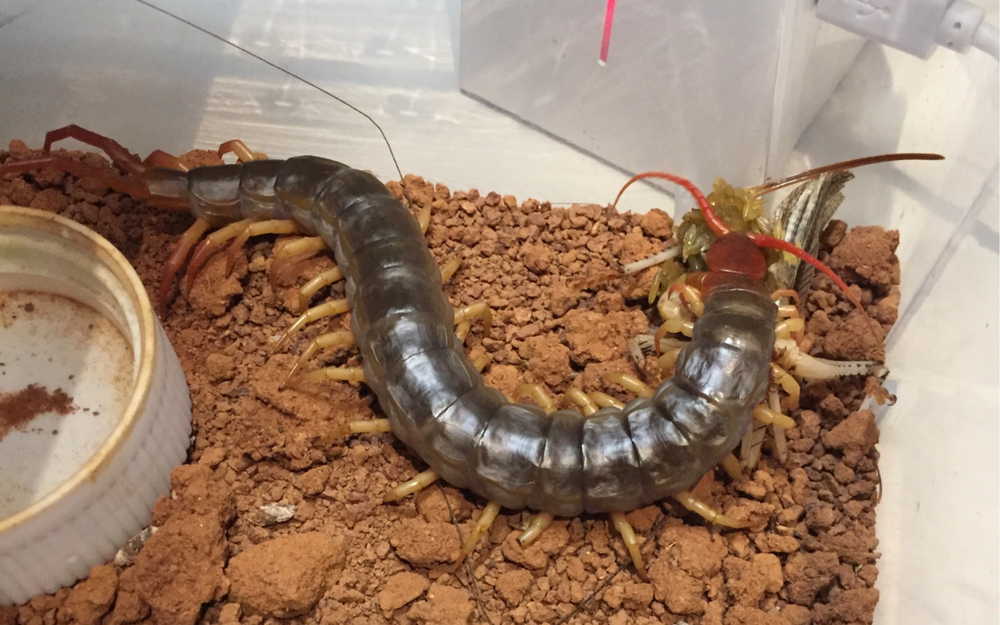 火焰脚巨人蜈蚣捕食_哔哩哔哩 (゜-゜)つロ 干杯~-bilibili