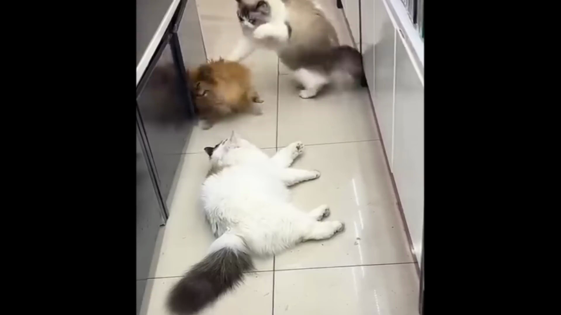 有趣的猫咪搞笑迷惑行为合集