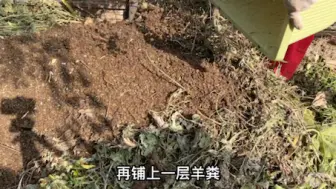 下载视频: 用“三明治堆肥法”发酵羊粪，准备明春种菜用