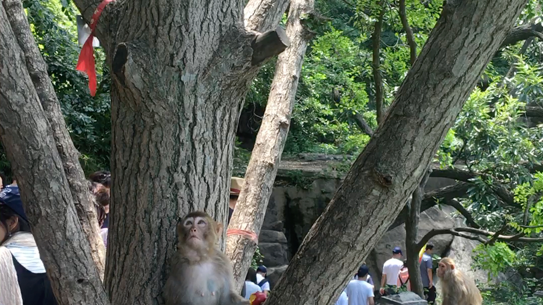 花果山水帘洞 瞧这猴子一家子_哔哩哔哩 (゜-゜)つロ 干杯~-bilibili