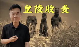 Download Video: 北宋皇陵的小麦到底谁在种？【主播说三农】