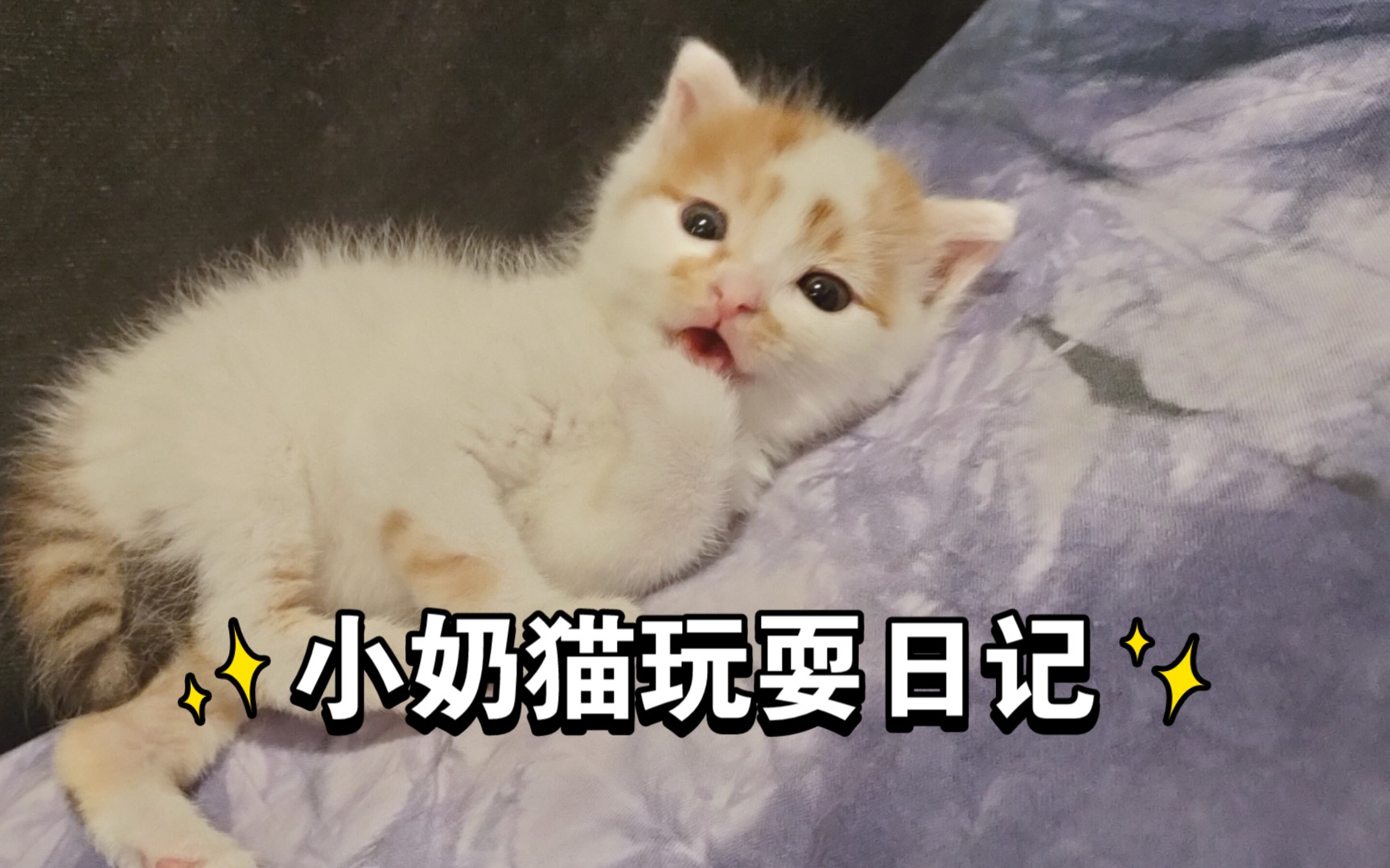 小奶猫玩耍日记  看小奶猫跳广场舞,舔手手,卖萌!哔哩哔哩bilibili