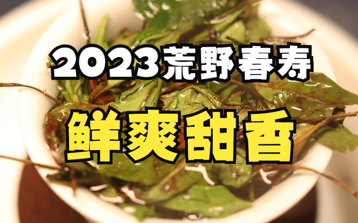 【福鼎白茶】2023年荒野寿眉 华茶一号 大白品种 鲜爽甜 邀您试喝哔哩哔哩bilibili