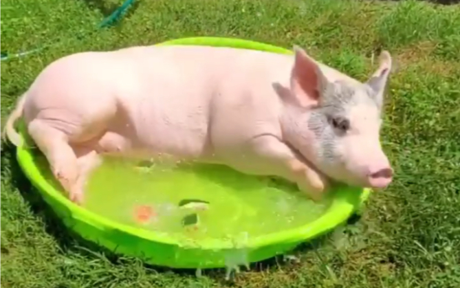 母猪洗澡照片图片