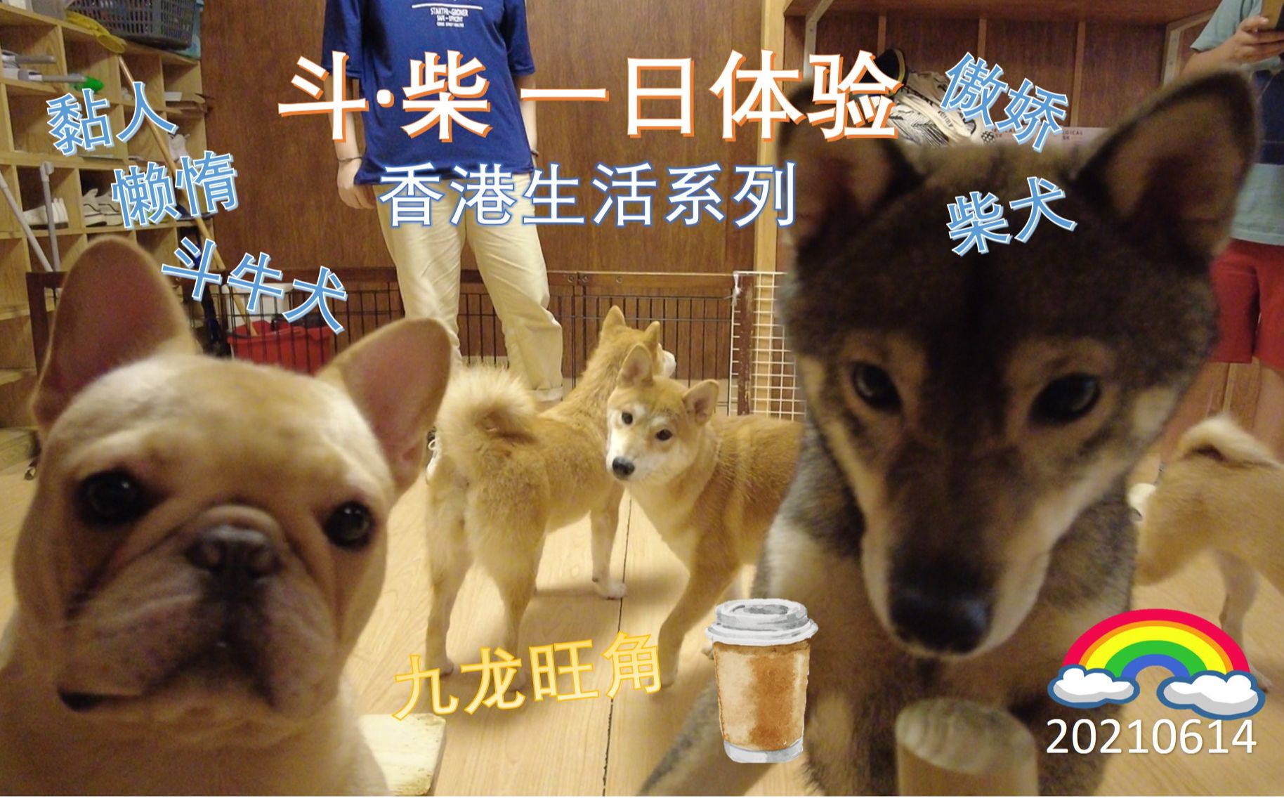 斗牛犬 柴犬 一日撸狗体验哔哩哔哩bilibili