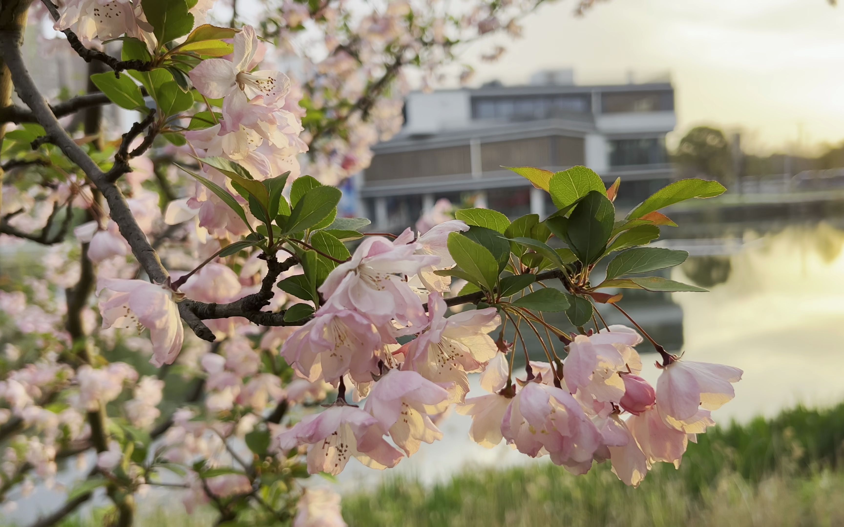 20220326夕阳下的桃花hdr
