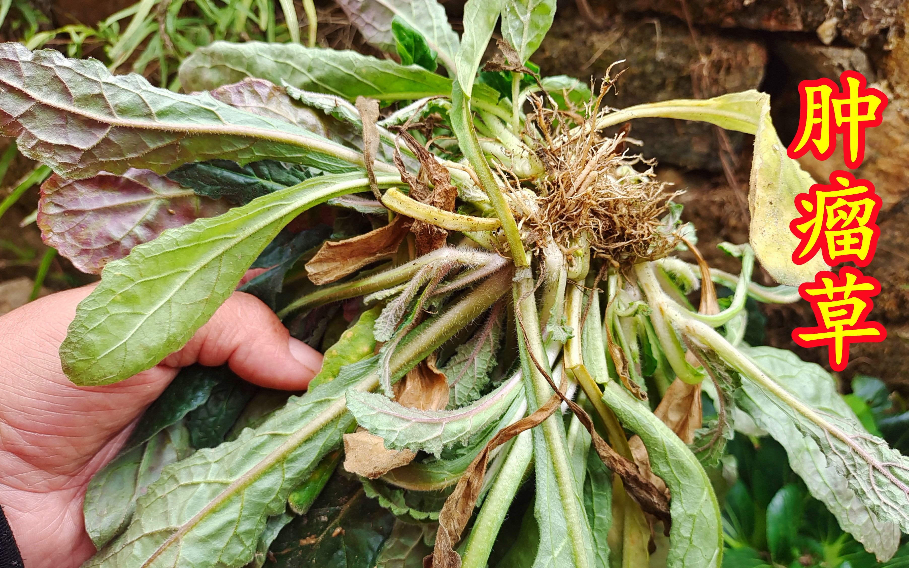 意外发现老人眼中的“肿瘤草”,生活中用途很强大,您家乡有吗哔哩哔哩bilibili