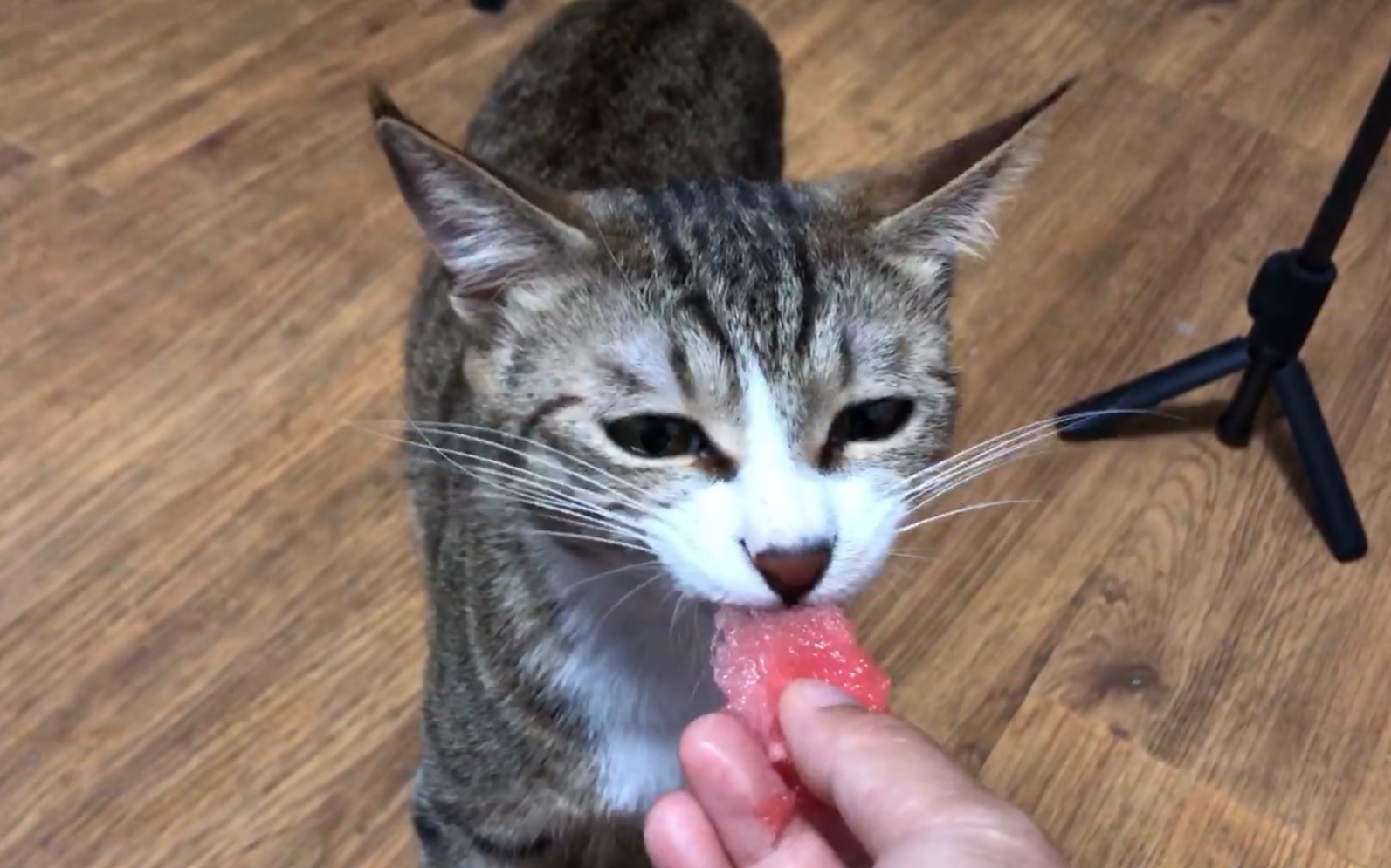 吃西瓜的猫,从小就喜欢吃西瓜,长大了还是喜欢吃!