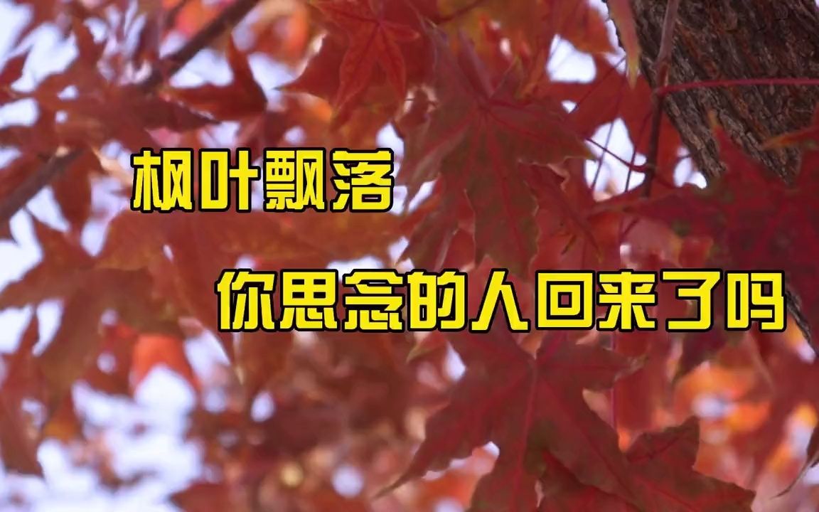 [图]枫叶飘落，你思念的人回来了吗？