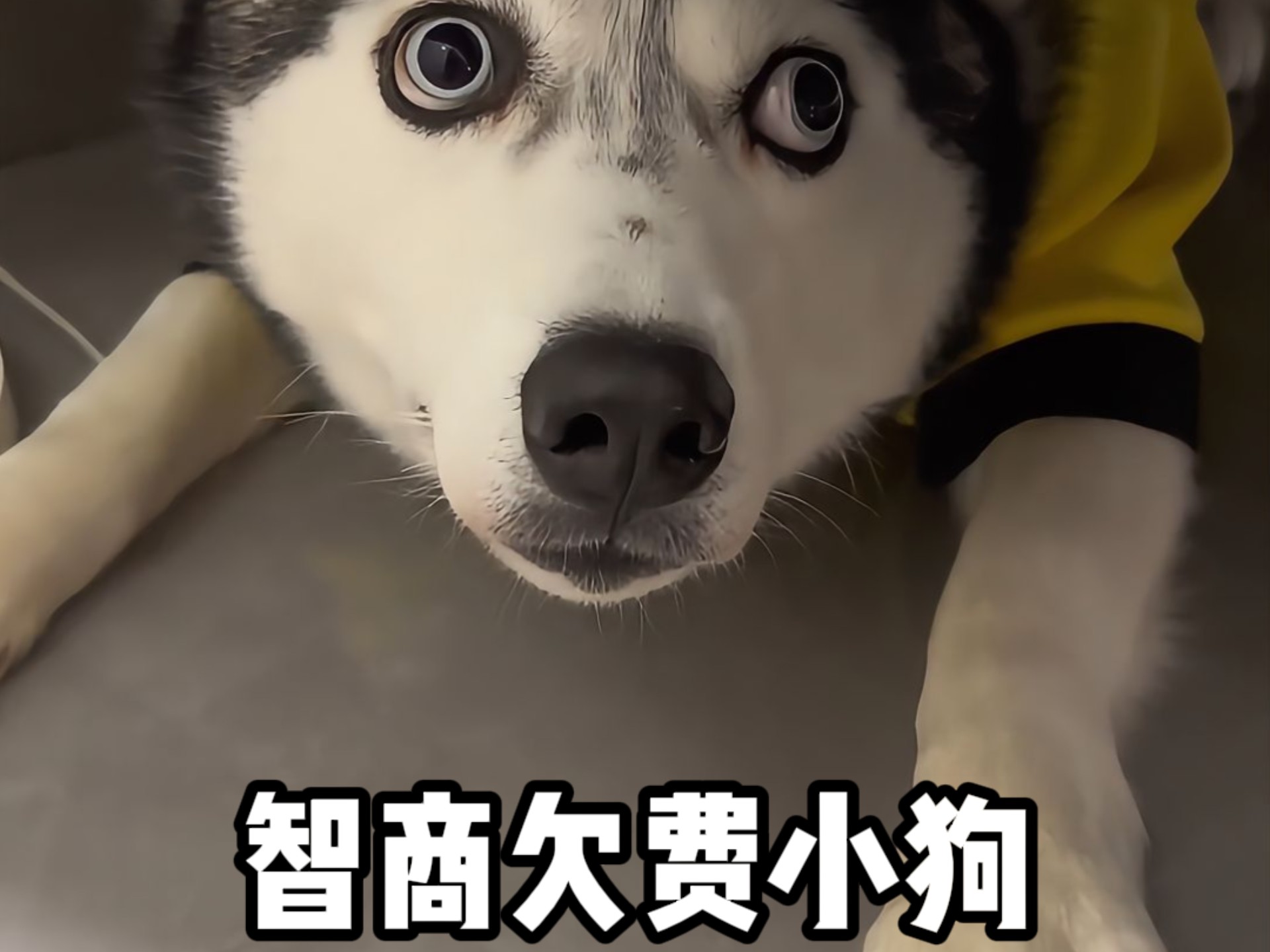 那些智商欠费的小狗儿