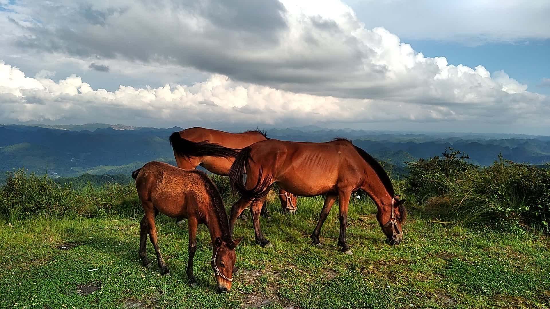 云贵高原的马儿