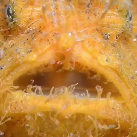 多毛蛙鱼 Hairy Frogfish哔哩哔哩bilibili