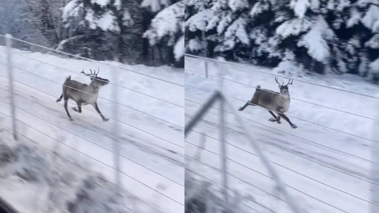 [图]高速公“鹿”？网友拍到一头驯鹿在雪地高速狂奔：4条腿各跑各的