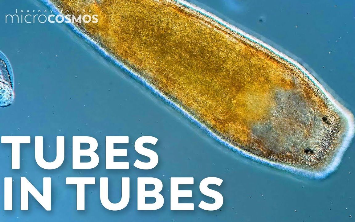 扁形虫:简单的摆动管-flatworms: simple wiggly tubes