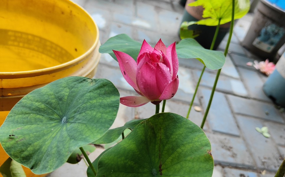 真碗莲,种在20厘米口径的秦淮彩灯,开品完美