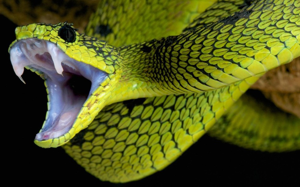 一期白化德州鼠蛇(白娘娘)的日常喂食视频