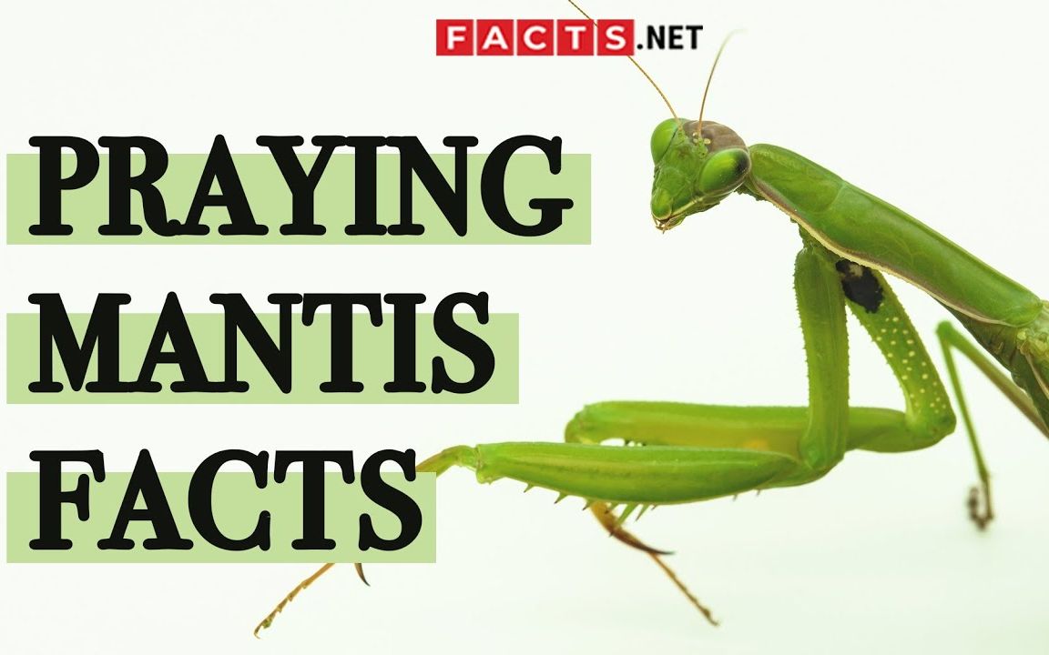 令人惊讶的螳螂事实 Surprising Praying Mantis Facts You Probably Didn't Know!哔哩哔哩bilibili