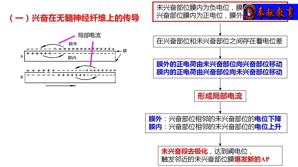 心脏兴奋传导顺序图图片