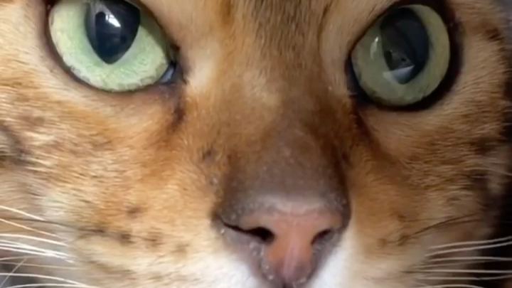 猫的瞳孔会随光线强度变化而变化,不但白天视力好,夜间视力也极其敏锐
