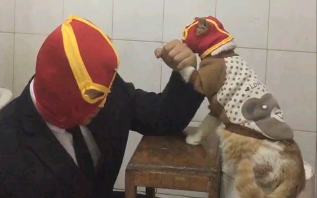 牛战士与猫战士的对决