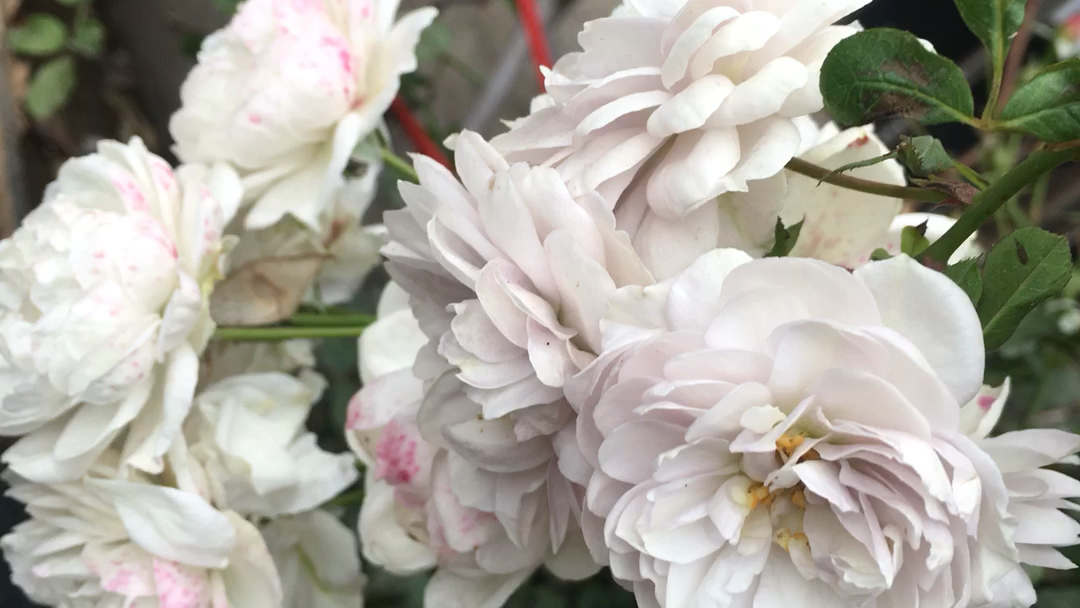 十一月灰熊月季