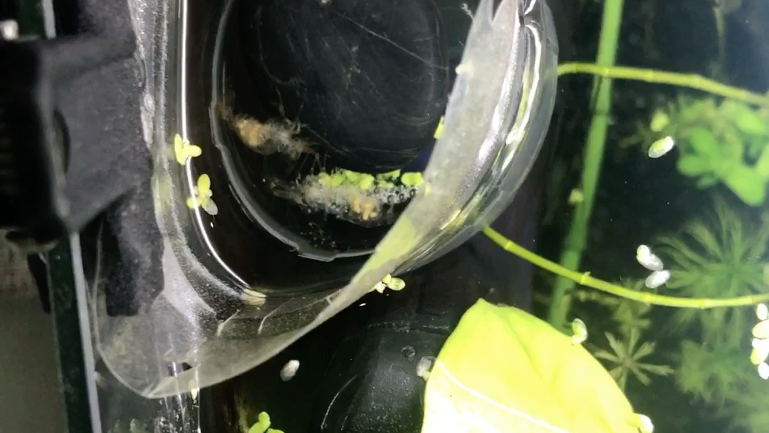 记录离开母体的黑壳虾卵能否孵化