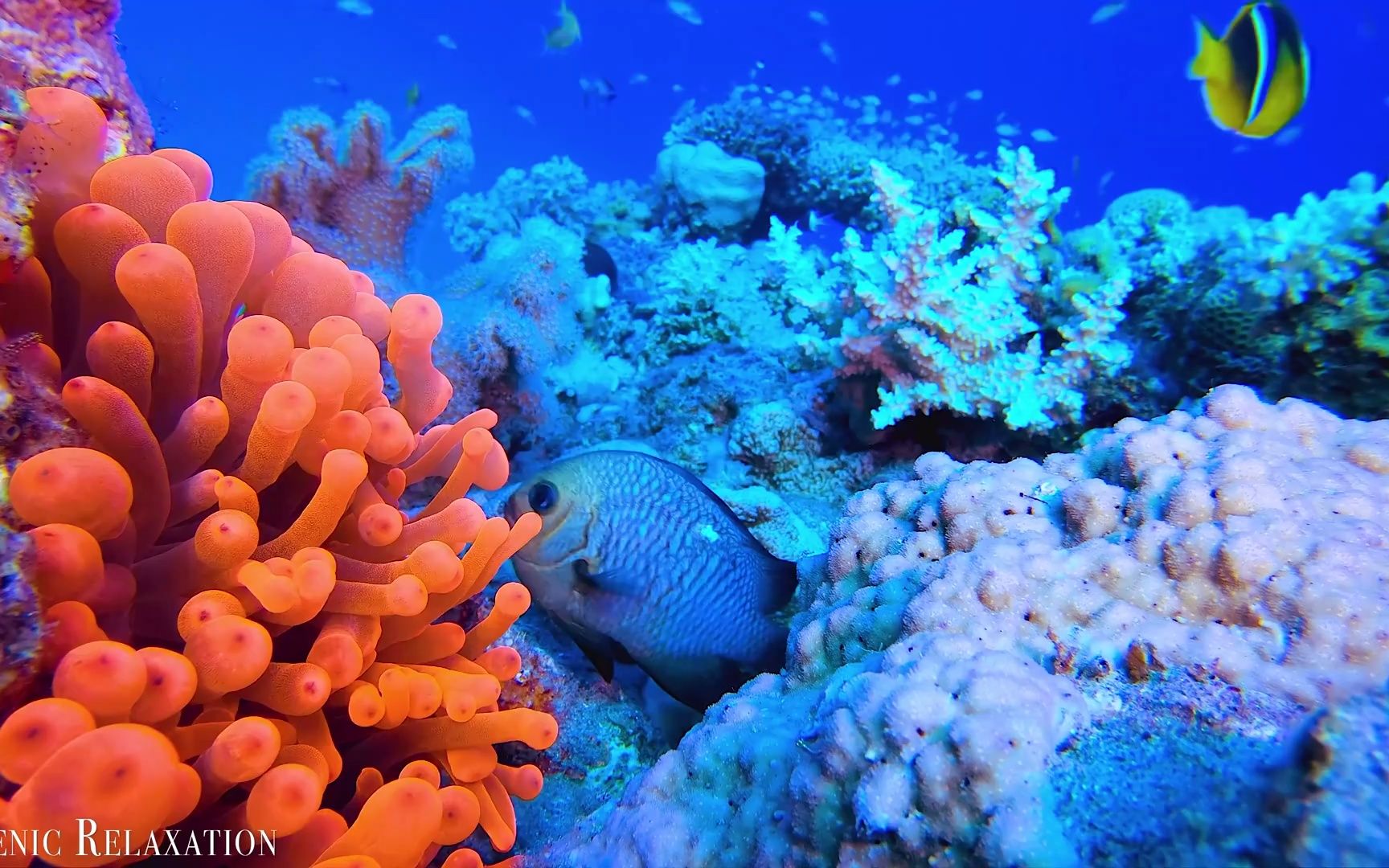 "我们的美丽星球与睡眠冥想音乐"之《水下奇观》