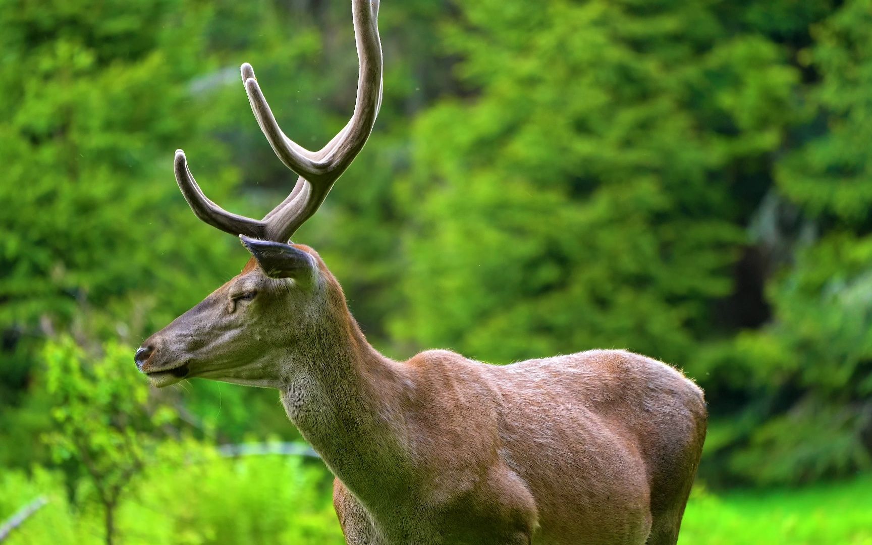 the animals 4k ultra hd 这些动物是4k超高清的-38